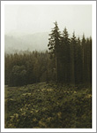 CLAUDE ZERVAS : Forest #2