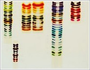 Jaq Chartier, Color Chart/Chance Selection